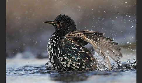 Star (Sturnus vulgaris)