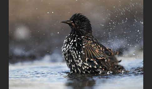 Star (Sturnus vulgaris)