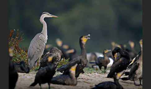 Kormoran (Phalacrocorax carbo)