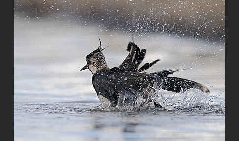 Kiebitz (Vanellus vanellus)