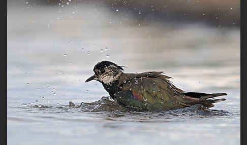 Kiebitz (Vanellus vanellus)