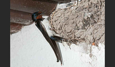 Rauchschwalbe (Hirundo rustica)