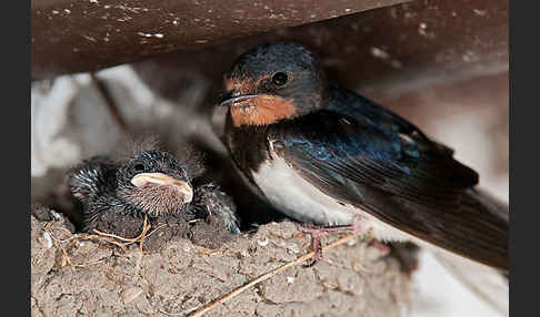 Rauchschwalbe (Hirundo rustica)