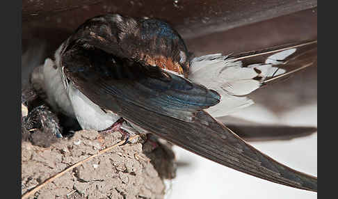 Rauchschwalbe (Hirundo rustica)