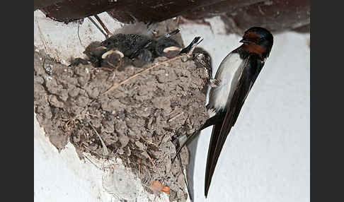 Rauchschwalbe (Hirundo rustica)