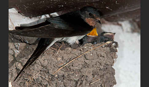 Rauchschwalbe (Hirundo rustica)