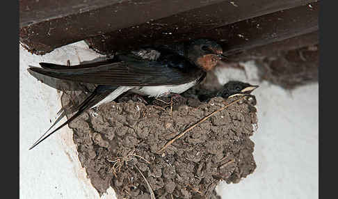 Rauchschwalbe (Hirundo rustica)