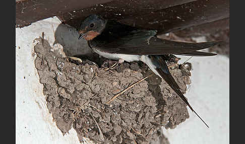 Rauchschwalbe (Hirundo rustica)