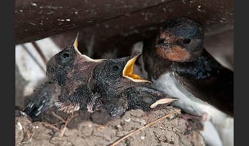 Rauchschwalbe (Hirundo rustica)