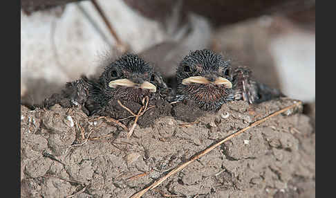 Rauchschwalbe (Hirundo rustica)