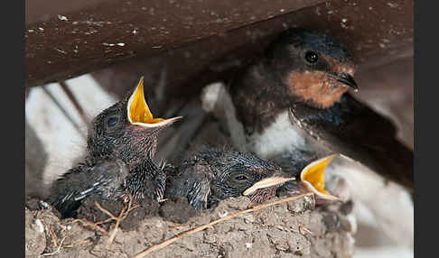 Rauchschwalbe (Hirundo rustica)