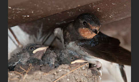 Rauchschwalbe (Hirundo rustica)