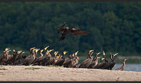 Kormoran (Phalacrocorax carbo)