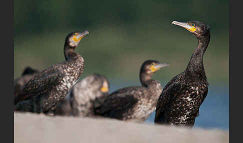 Kormoran (Phalacrocorax carbo)