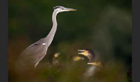 Graureiher (Ardea cinerea)