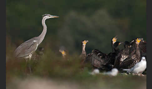 Graureiher (Ardea cinerea)