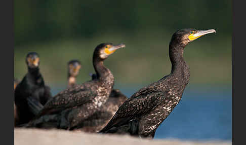 Kormoran (Phalacrocorax carbo)