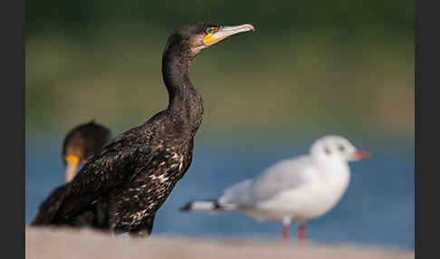 Kormoran (Phalacrocorax carbo)