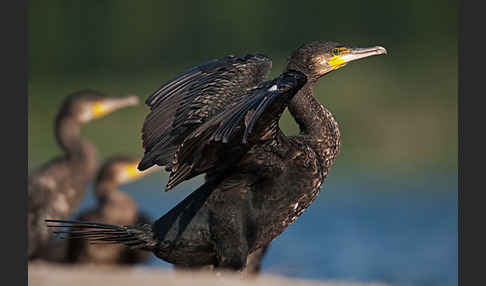 Kormoran (Phalacrocorax carbo)