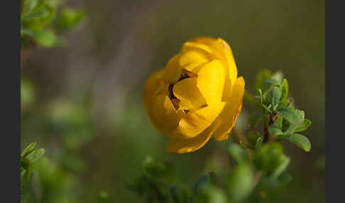 Asiatische Trollblume (Trollius asiaticus)