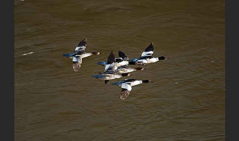 Gänsesäger (Mergus merganser)