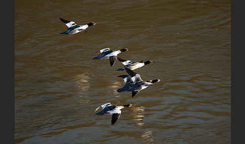 Gänsesäger (Mergus merganser)