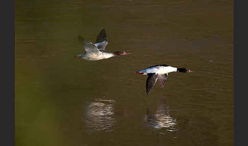 Gänsesäger (Mergus merganser)