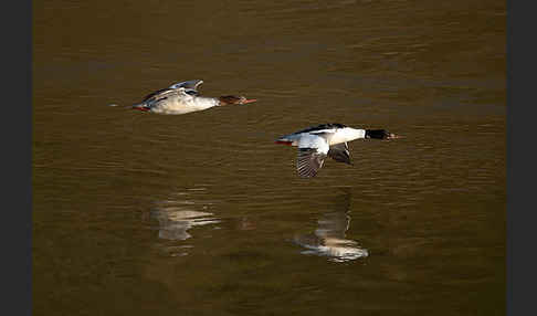 Gänsesäger (Mergus merganser)