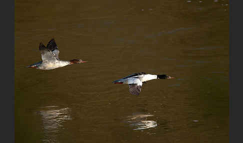 Gänsesäger (Mergus merganser)