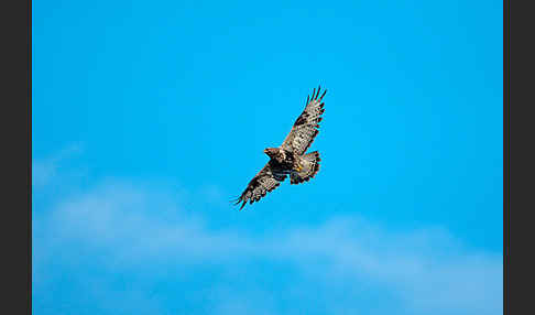 Rauhfußbussard (Buteo lagopus)