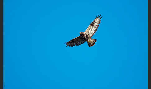 Rauhfußbussard (Buteo lagopus)