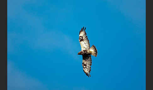 Rauhfußbussard (Buteo lagopus)