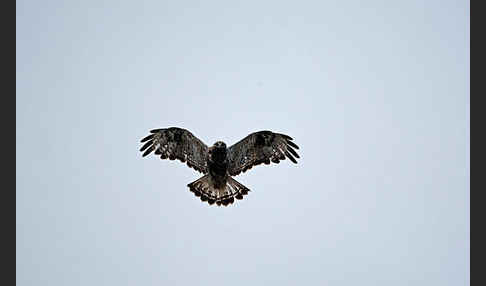 Rauhfußbussard (Buteo lagopus)