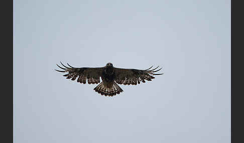 Rauhfußbussard (Buteo lagopus)