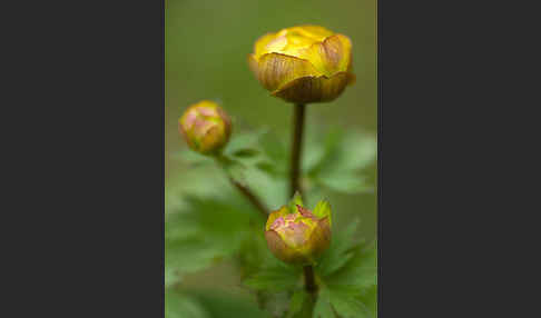 Asiatische Trollblume (Trollius asiaticus)