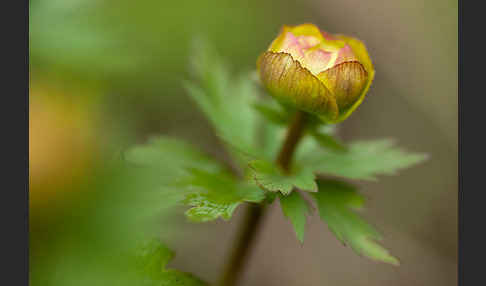 Asiatische Trollblume (Trollius asiaticus)