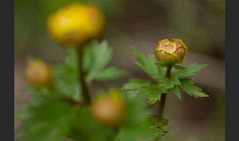 Asiatische Trollblume (Trollius asiaticus)