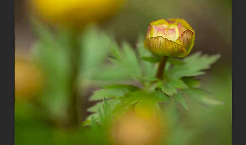 Asiatische Trollblume (Trollius asiaticus)