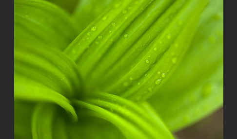 Grüner Germer (Veratrum lobelianum)