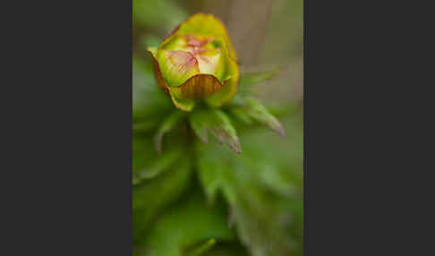 Asiatische Trollblume (Trollius asiaticus)