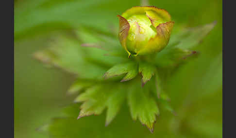 Asiatische Trollblume (Trollius asiaticus)