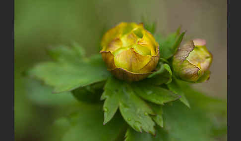 Asiatische Trollblume (Trollius asiaticus)