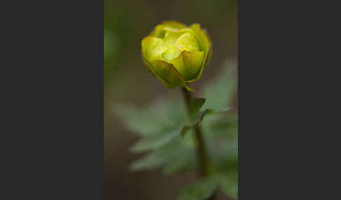 Asiatische Trollblume (Trollius asiaticus)