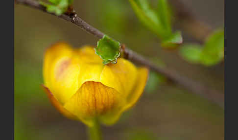 Asiatische Trollblume (Trollius asiaticus)