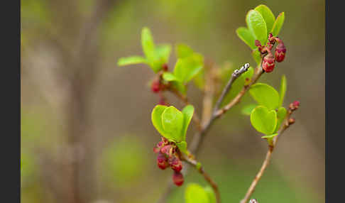 Rauschbeere (Vaccinium uliginosum)