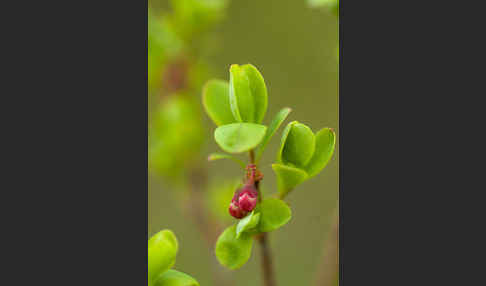 Rauschbeere (Vaccinium uliginosum)