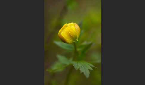 Asiatische Trollblume (Trollius asiaticus)