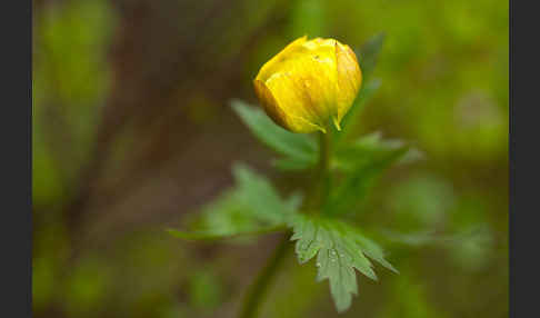 Asiatische Trollblume (Trollius asiaticus)