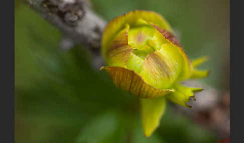 Asiatische Trollblume (Trollius asiaticus)