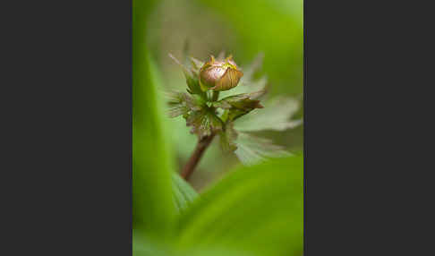 Asiatische Trollblume (Trollius asiaticus)